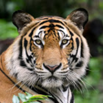 AssetTiger logo
