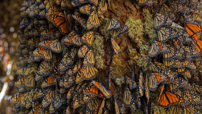 ⚡ PyTorch Introduces Monarch: Scalable Distributed Programming Framework for Cluster-Level ML Development